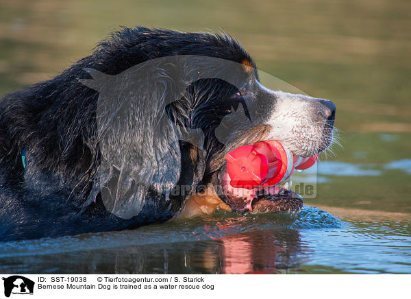 Bernese Mountain Dog is trained as a water rescue dog / SST-19038
