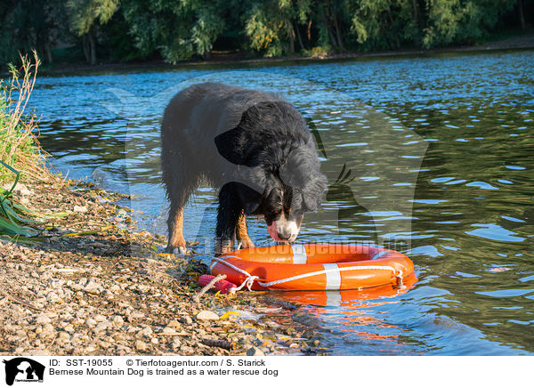 Bernese Mountain Dog is trained as a water rescue dog / SST-19055