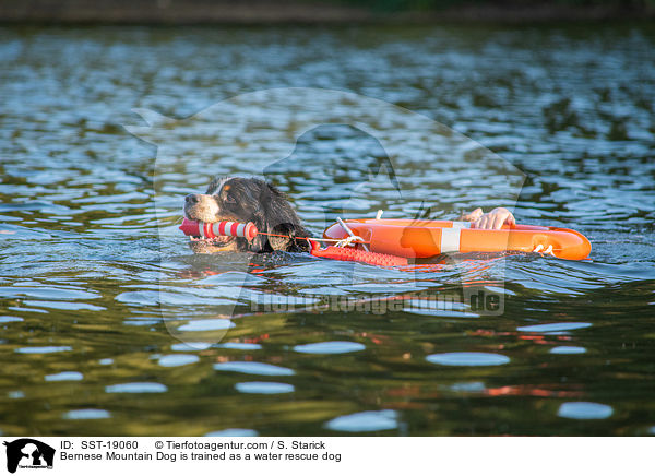 Berner Sennenhund wird ausgebildet zum Wasserrettungshund / Bernese Mountain Dog is trained as a water rescue dog / SST-19060