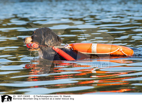 Bernese Mountain Dog is trained as a water rescue dog / SST-19065