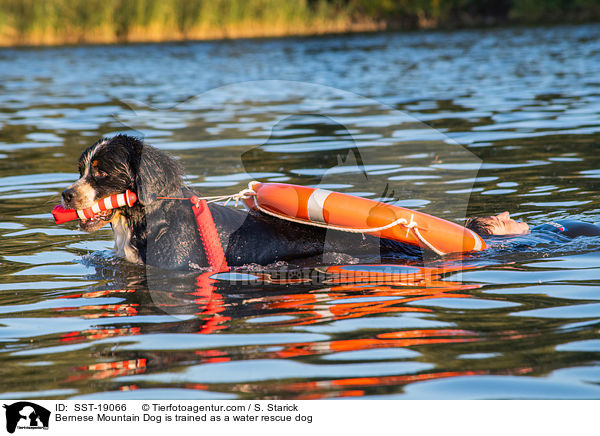 Bernese Mountain Dog is trained as a water rescue dog / SST-19066