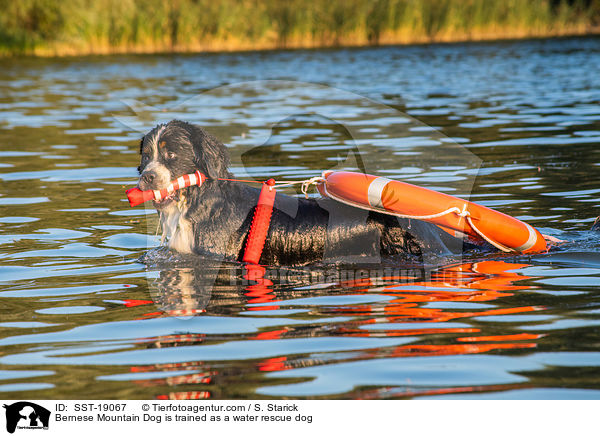 Bernese Mountain Dog is trained as a water rescue dog / SST-19067