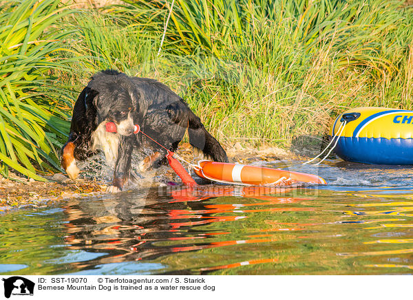 Bernese Mountain Dog is trained as a water rescue dog / SST-19070