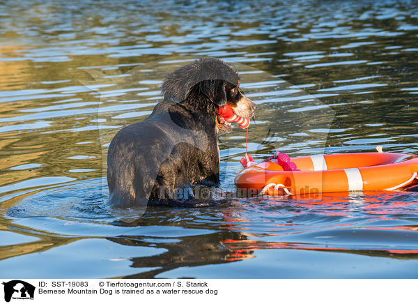 Bernese Mountain Dog is trained as a water rescue dog / SST-19083