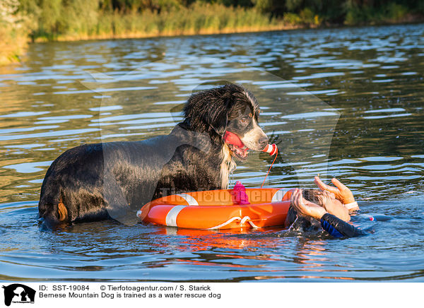 Bernese Mountain Dog is trained as a water rescue dog / SST-19084