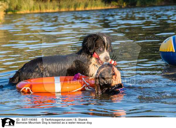 Bernese Mountain Dog is trained as a water rescue dog / SST-19085