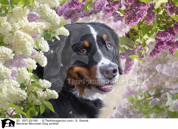 Berner Sennenhund Portrait / Bernese Mountain Dog portrait / SST-20189