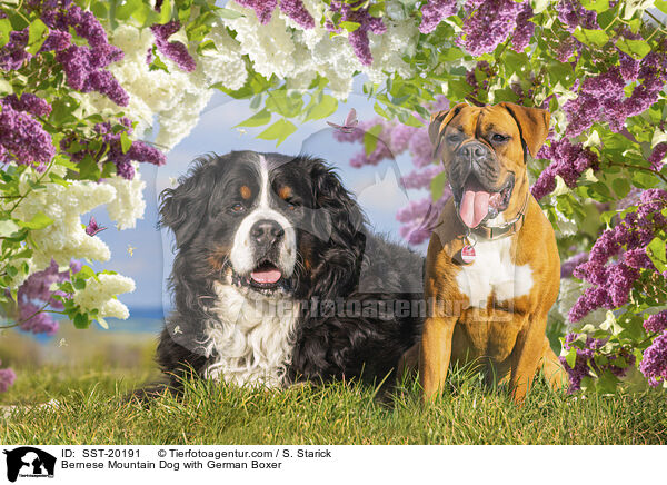 Bernese Mountain Dog with German Boxer / SST-20191