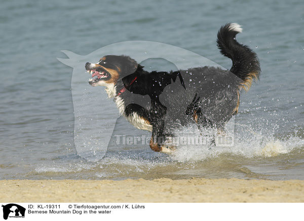 Berner Sennenhund im Wasser / Bernese Mountain Dog in the water / KL-19311