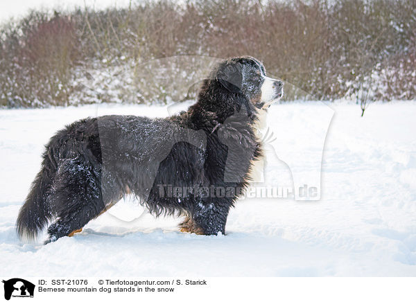 Berner Sennenhund steht im Schnee / Bernese mountain dog stands in the snow / SST-21076