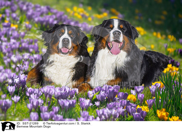 Bernese Mountain Dogs / SST-21269