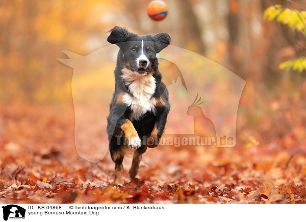 junger Berner Sennenhund / young Bernese Mountain Dog / KB-04868