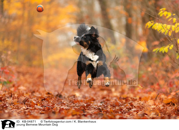junger Berner Sennenhund / young Bernese Mountain Dog / KB-04871