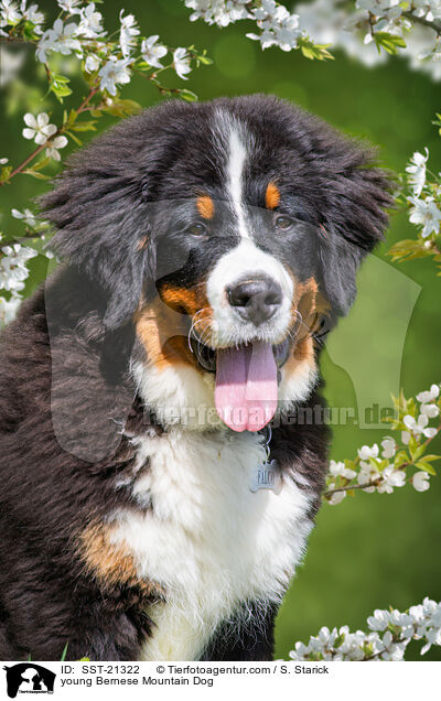 young Bernese Mountain Dog / SST-21322