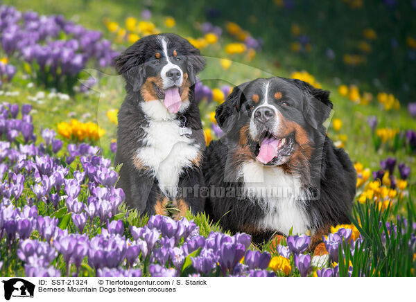 Bernese Mountain Dogs between crocuses / SST-21324