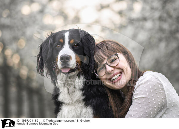 female Bernese Mountain Dog / SGR-01182