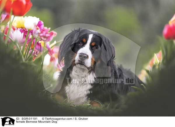 female Bernese Mountain Dog / SGR-01191