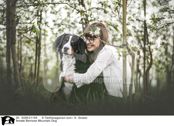 female Bernese Mountain Dog / SGR-01194