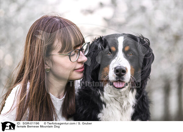 female Bernese Mountain Dog / SGR-01196