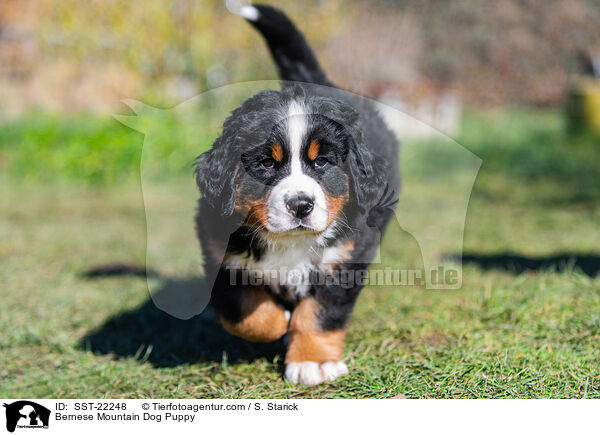 Bernese Mountain Dog Puppy / SST-22248