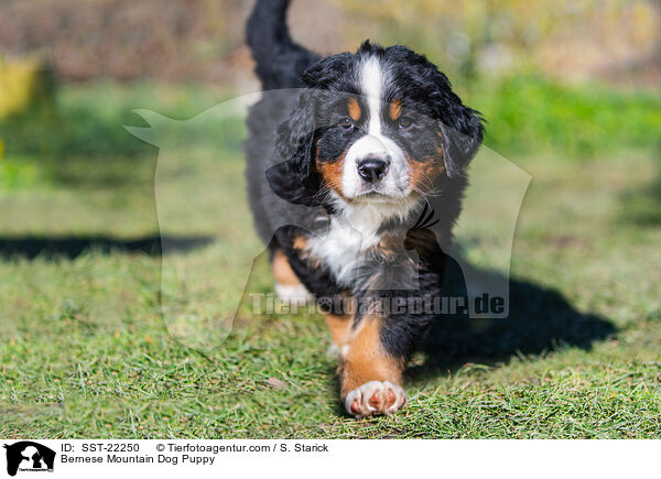 Bernese Mountain Dog Puppy / SST-22250