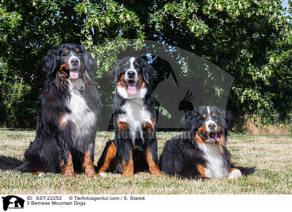 3 Bernese Mountain Dogs / SST-22252