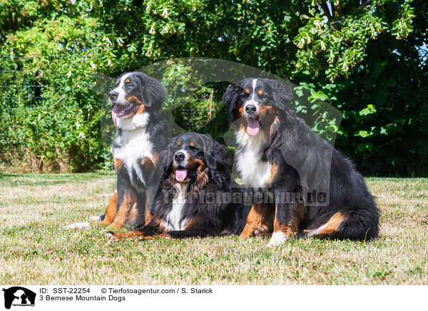 3 Bernese Mountain Dogs / SST-22254