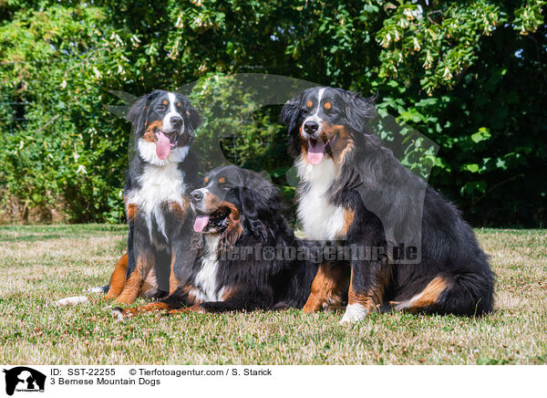 3 Bernese Mountain Dogs / SST-22255