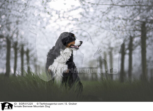 female Bernese Mountain Dog / SGR-01220