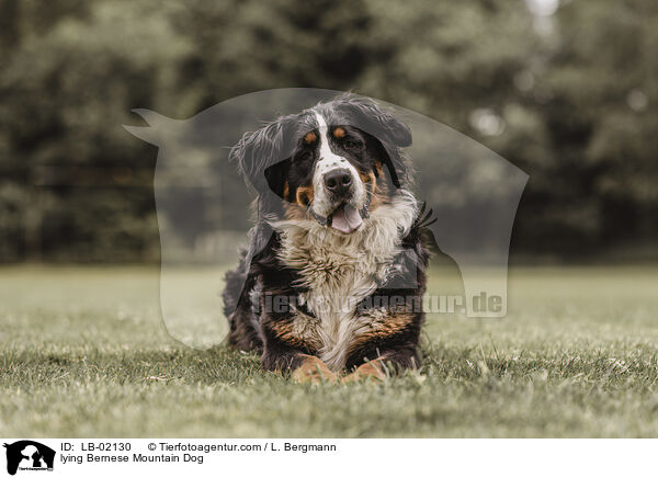 lying Bernese Mountain Dog / LB-02130
