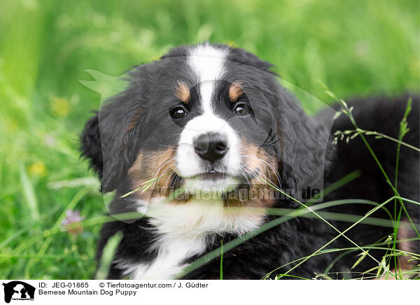 Bernese Mountain Dog Puppy / JEG-01865