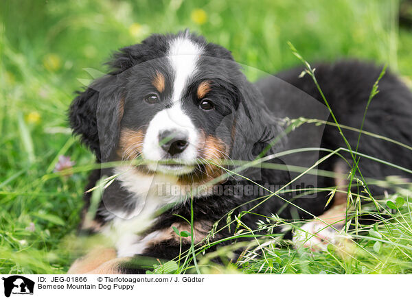 Bernese Mountain Dog Puppy / JEG-01866