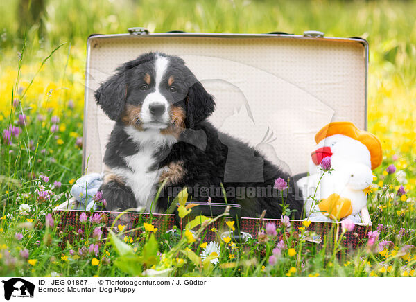 Bernese Mountain Dog Puppy / JEG-01867