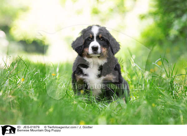 Bernese Mountain Dog Puppy / JEG-01879