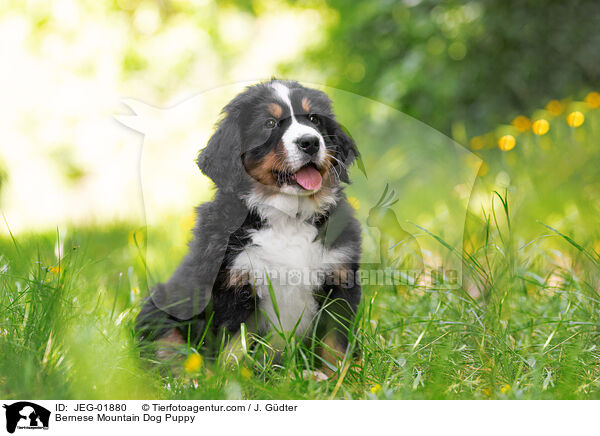 Bernese Mountain Dog Puppy / JEG-01880