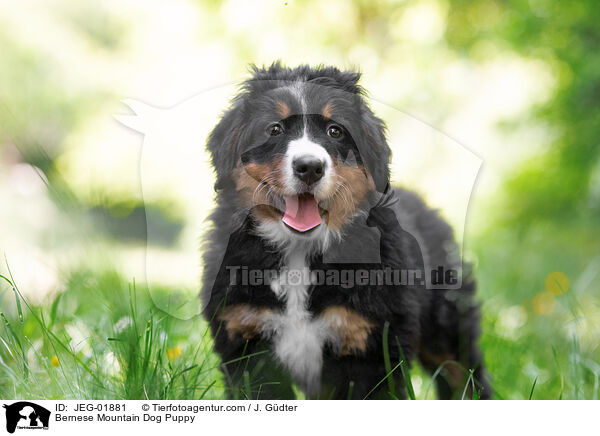 Bernese Mountain Dog Puppy / JEG-01881