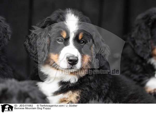 Bernese Mountain Dog Puppy / JEG-01882