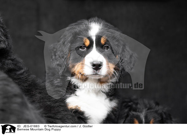 Bernese Mountain Dog Puppy / JEG-01883