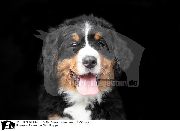 Bernese Mountain Dog Puppy / JEG-01884