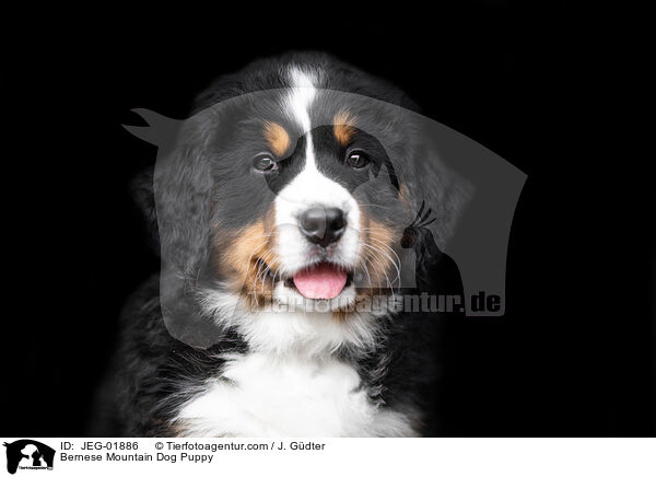 Bernese Mountain Dog Puppy / JEG-01886