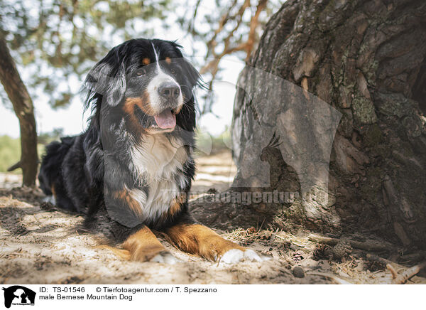 male Bernese Mountain Dog / TS-01546