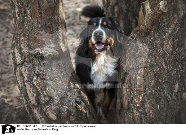 male Bernese Mountain Dog / TS-01547