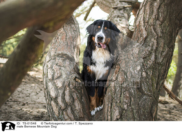 male Bernese Mountain Dog / TS-01548