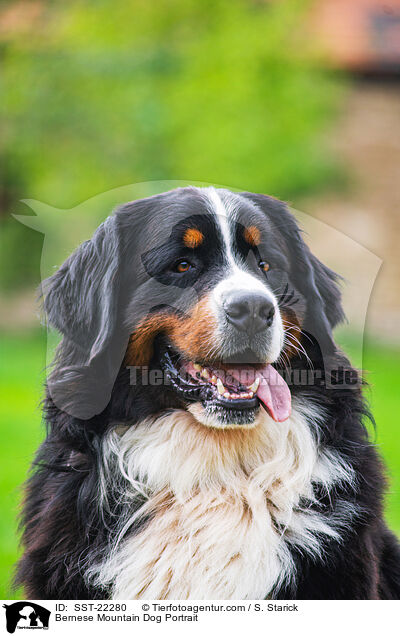 Bernese Mountain Dog Portrait / SST-22280