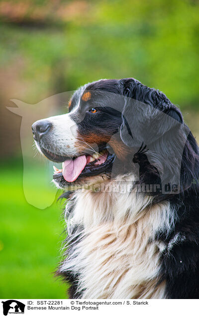 Bernese Mountain Dog Portrait / SST-22281