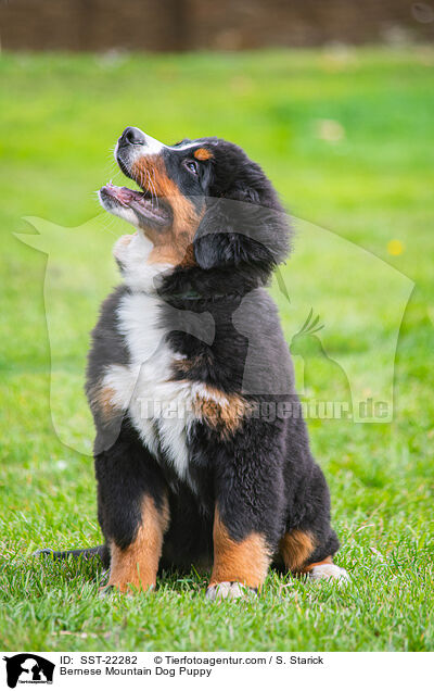 Bernese Mountain Dog Puppy / SST-22282