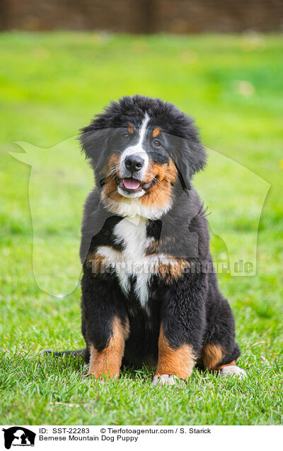 Bernese Mountain Dog Puppy / SST-22283