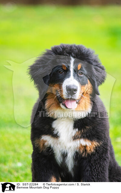 Bernese Mountain Dog Puppy / SST-22284