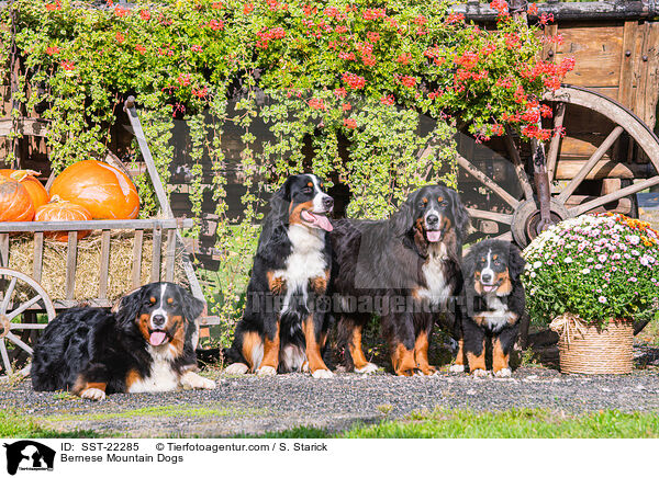 Bernese Mountain Dogs / SST-22285