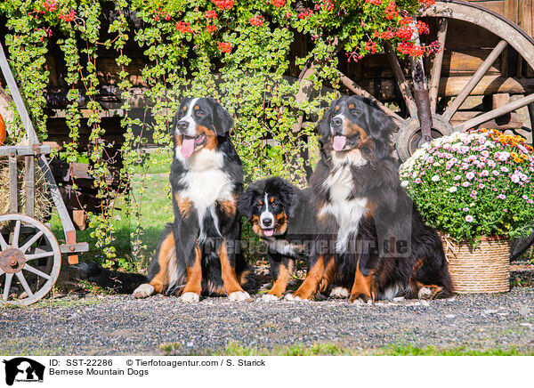 Bernese Mountain Dogs / SST-22286